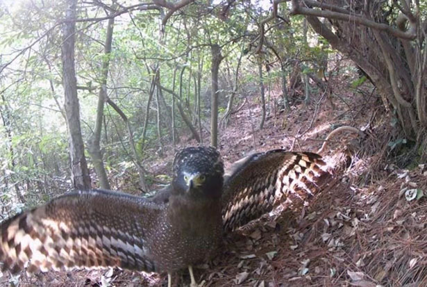 生物多样性调查团队在溧发现国家二级保护动物蛇雕